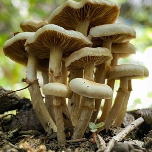 McKennaii Psilocybe Cubensis