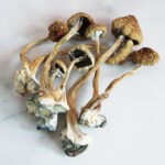 African-Transkei-Magic-Mushrooms.jpg