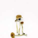 B+ Magic Mushrooms