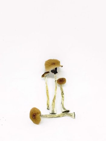 B+ Magic Mushrooms