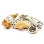 Blue Meanie Mushrooms