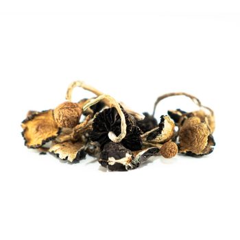 Brazil Mushrooms