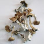 Golden Teacher Magic Mushroom