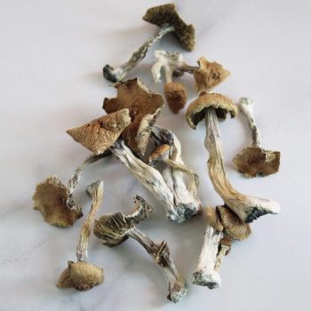 Huautla Magic Mushroom