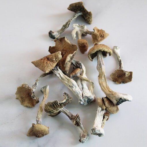 Huautla-Magic-Mushroom.jpg