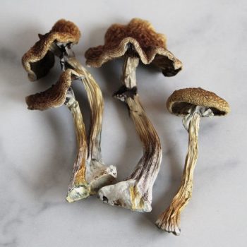 Magic Mushrooms Wollongong
