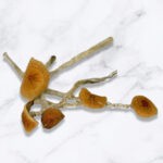 Malabar-Magic-Mushrooms.jpg