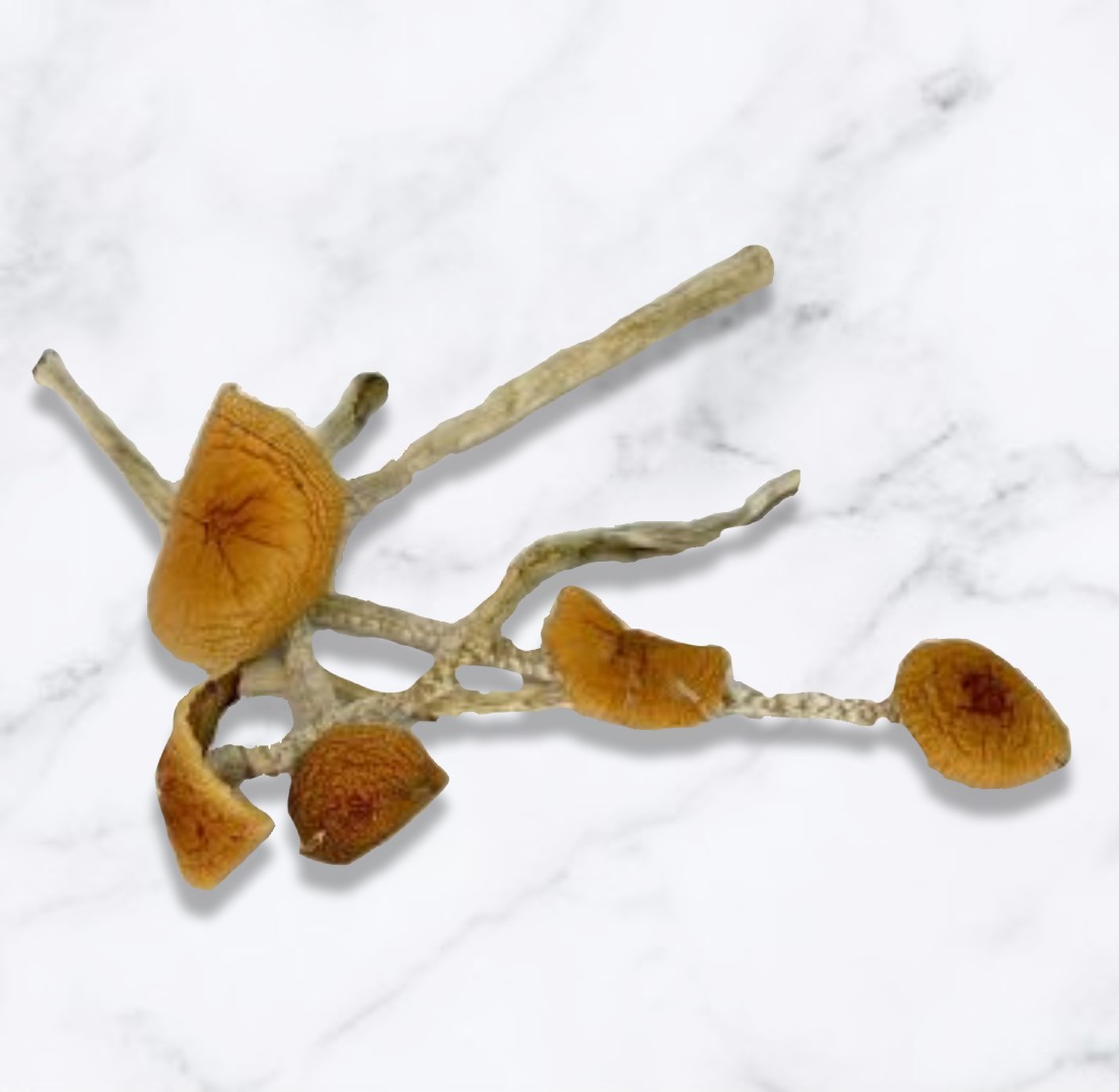 Malabar-Magic-Mushrooms.jpg
