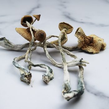 Mazatapec Magic Mushrooms