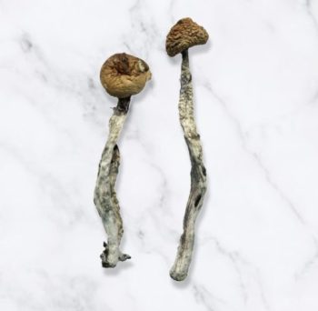Z-Strain Magic Mushrooms