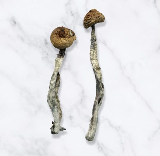 Z-Strain-Magic-Mushrooms.jpg