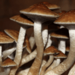 Golden Teachers Mushroom
