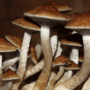 Golden Teachers Mushroom