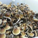 Penis Envy Mushrooms