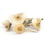 Albino-Penis-Envy-Mushrooms.jpg
