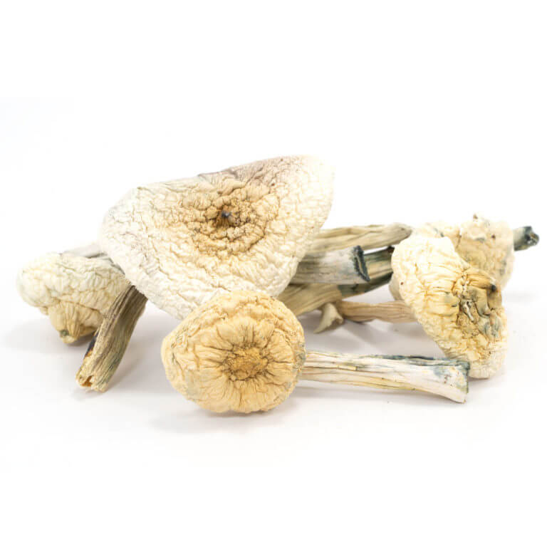 Albino-Penis-Envy-Mushrooms.jpg