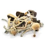 Amazonian-Cubensis-Mushrooms.jpg