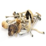 Amazonian-Cubensis-Mushrooms.jpg