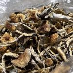 Blue-Meanie-mushrooms.jpg