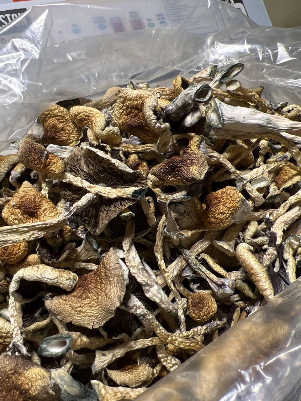 Blue-Meanie-mushrooms.jpg
