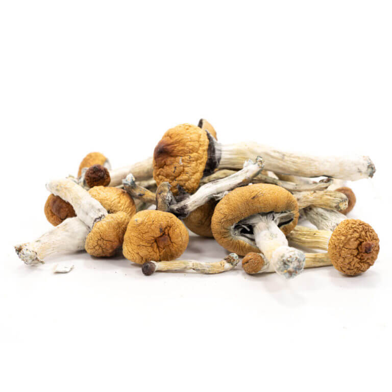 Golden-Teacher-Mushrooms.jpg