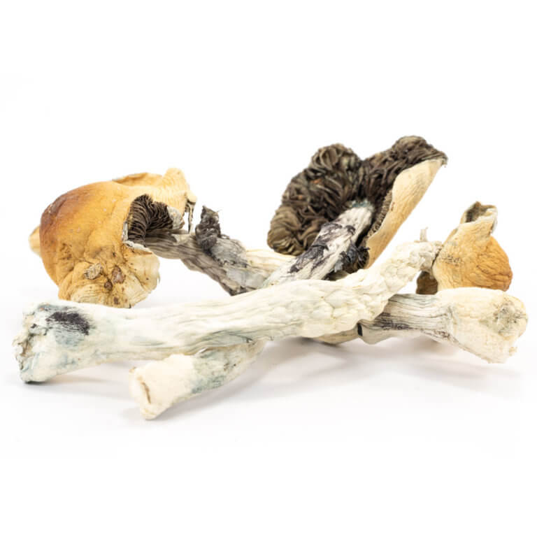 Honduras-Cubensis-Mushrooms1.jpg