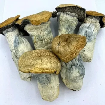 Godzilla Penis Envy Magic Mushrooms