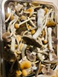 Golden-Teacher-Magic-Mushrooms-1.jpeg