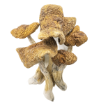 Guadalajara-Mexico-Shrooms-0501-e1682979888249