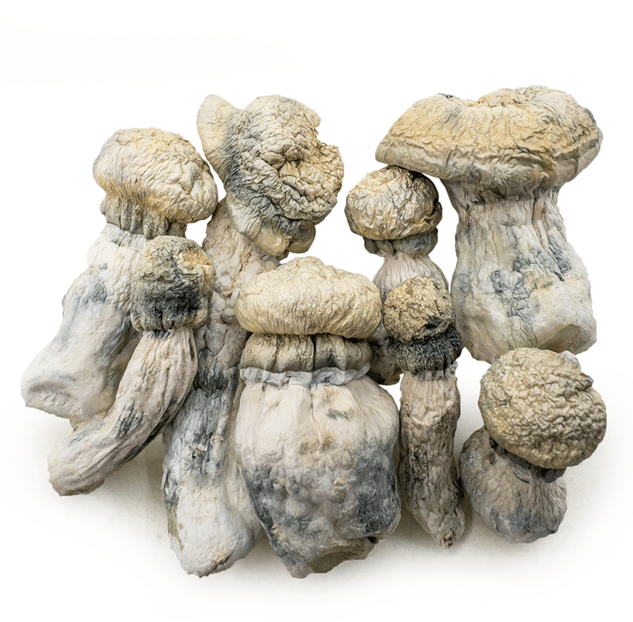 albino-penis-envy-shrooms-0320-e1742493857581 albino penis envy shrooms