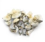 albino-zilla-shrooms-0128-e1769627184301