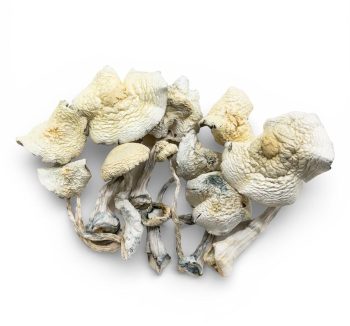 albino zilla shrooms