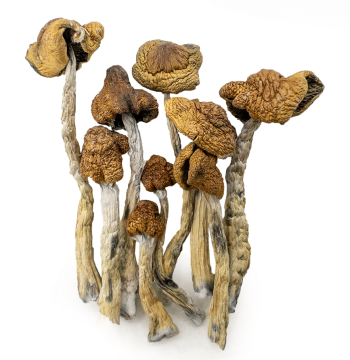 amazonian shrooms