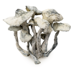 atlantic-treasure-coast-shrooms-0320-e1742517140107