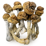 blue-meanies-shrooms-0319-e1742505197271