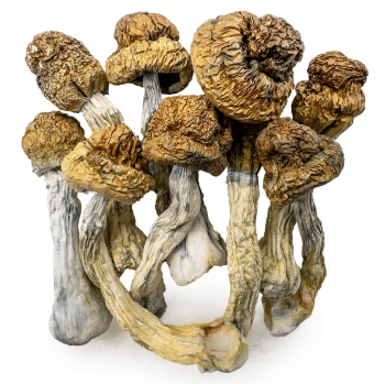 blue meanies shrooms