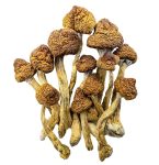 brazilian-shrooms-0110-e1704921014353