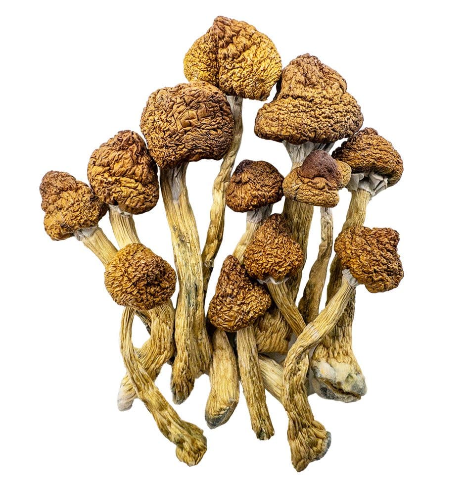 brazilian-shrooms-0110-e1704921014353 brazilian shrooms