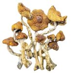 cambo-shrooms-0111-e1705011641961