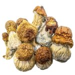 code-blue-shrooms-0110-e1705011620716