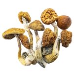 daddy-long-legs-shrooms-0109-e1704845670921