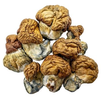 dido eggs shrooms