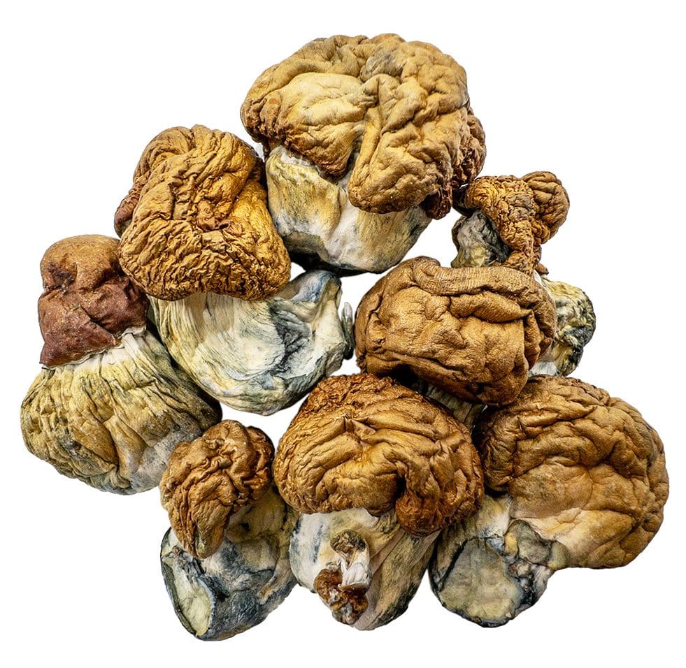 dido-eggs-shrooms-0112-e1705098694105 dido eggs shrooms