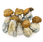 gold-member-shrooms-0319-e1742504922364