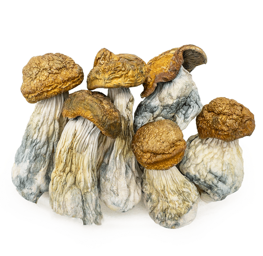 gold-member-shrooms-0319-e1742504922364 gold member shrooms