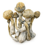 golden-mammoth-shrooms-0319-e1742490511766