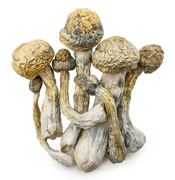golden mammoth shrooms
