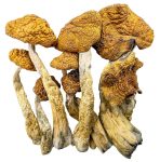 golden teachers shrooms