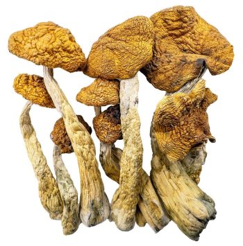 golden teachers shrooms