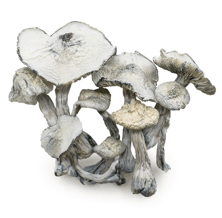 jedi-mind-fuck-shrooms-0320-e1742517115770 jedi mind fuck shrooms